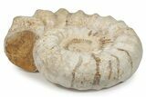 Huge Jurassic Ammonite (Kranosphinctes) Fossil - Madagascar #279776-1